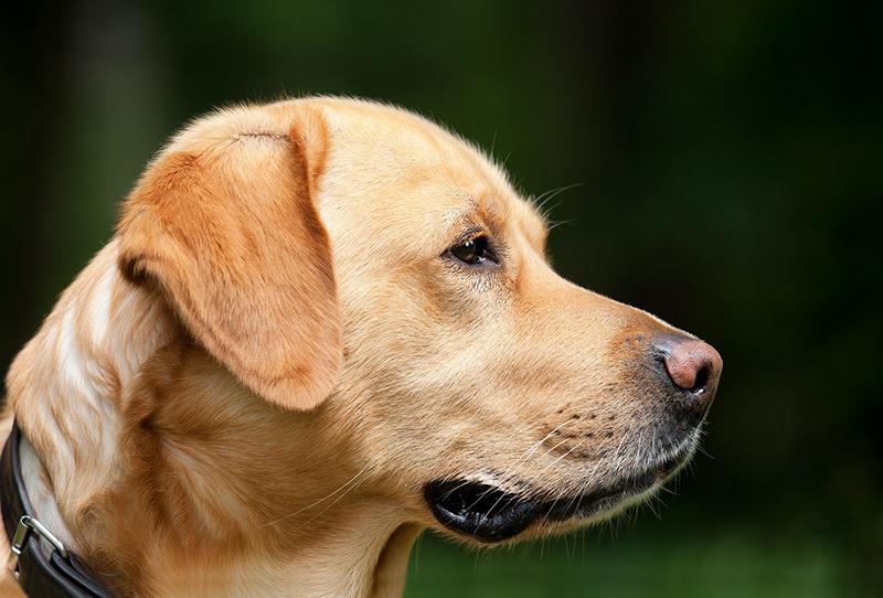 Side-view, close-up image of a dog's face