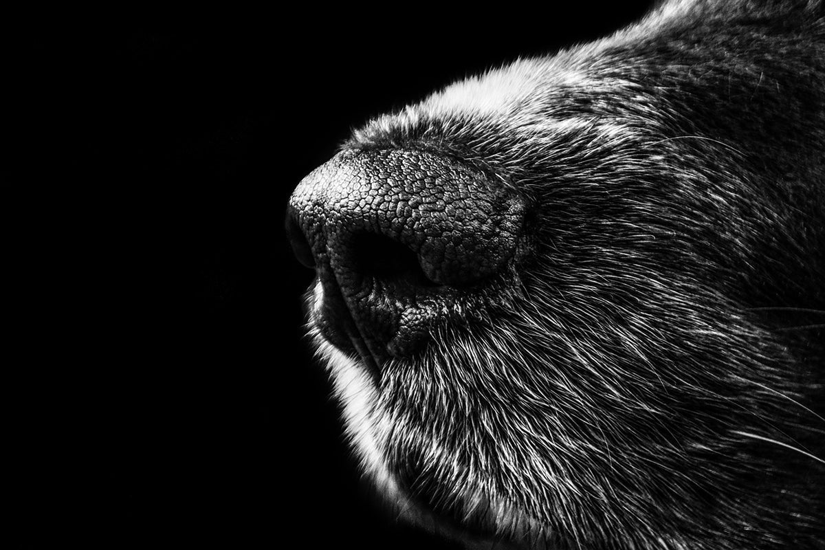 Black and white, close-up image of dog nose