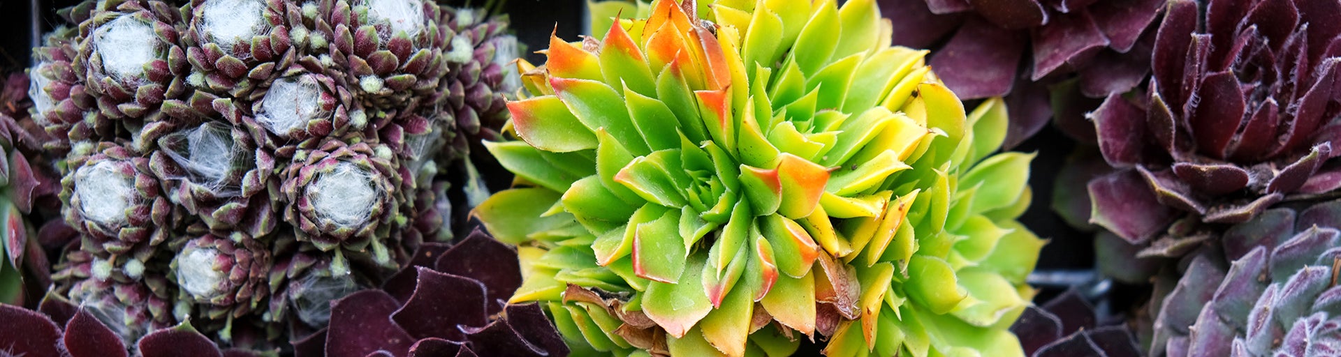 Purple and bright green succulents