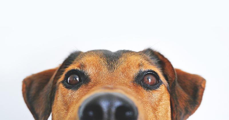 Close-up image of a dog's face